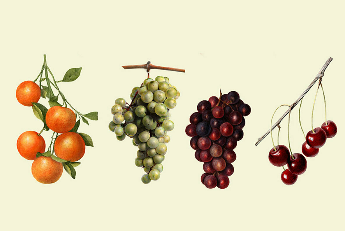 Vintage Fruit Watercolor Illustrations 5