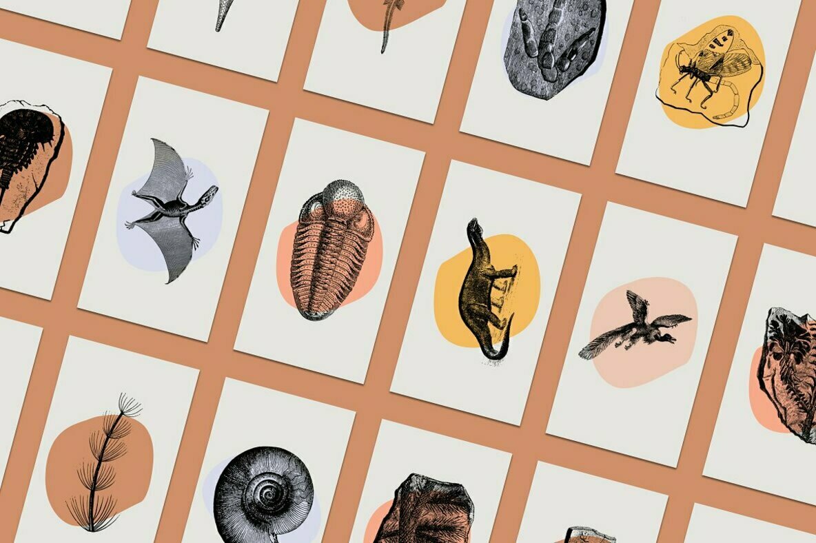 Dinosaurs   Fossils 2