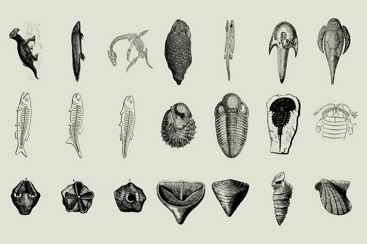 Dinosaurs   Fossils 3