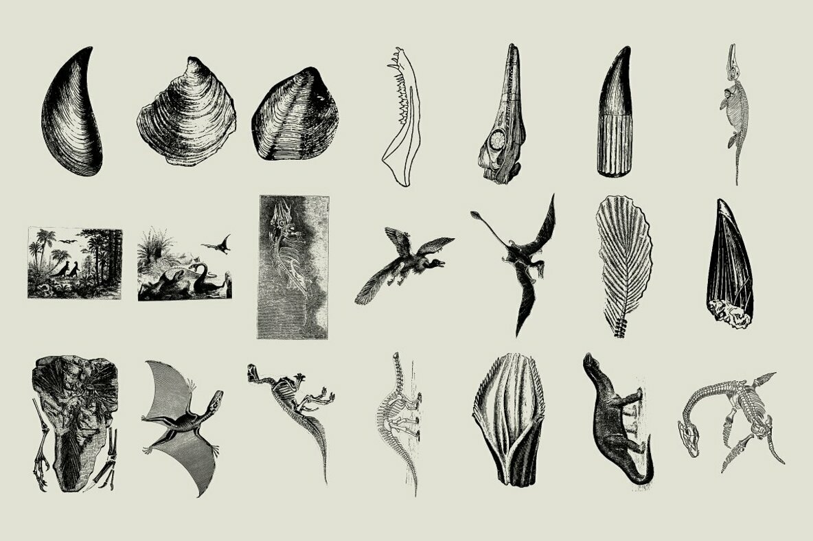 Dinosaurs   Fossils 4