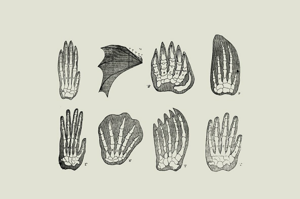 Dinosaurs   Fossils 5