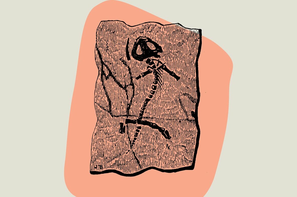 Dinosaurs   Fossils 8