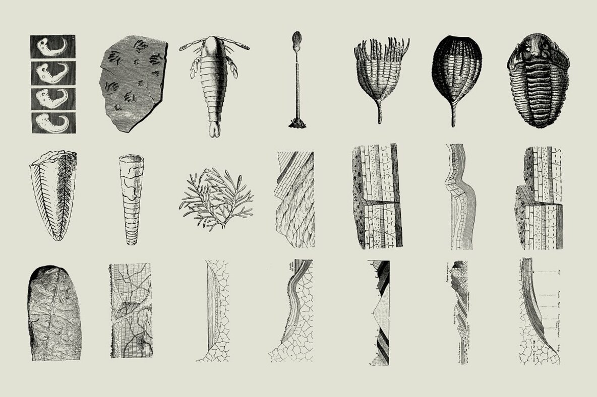 Dinosaurs   Fossils 9