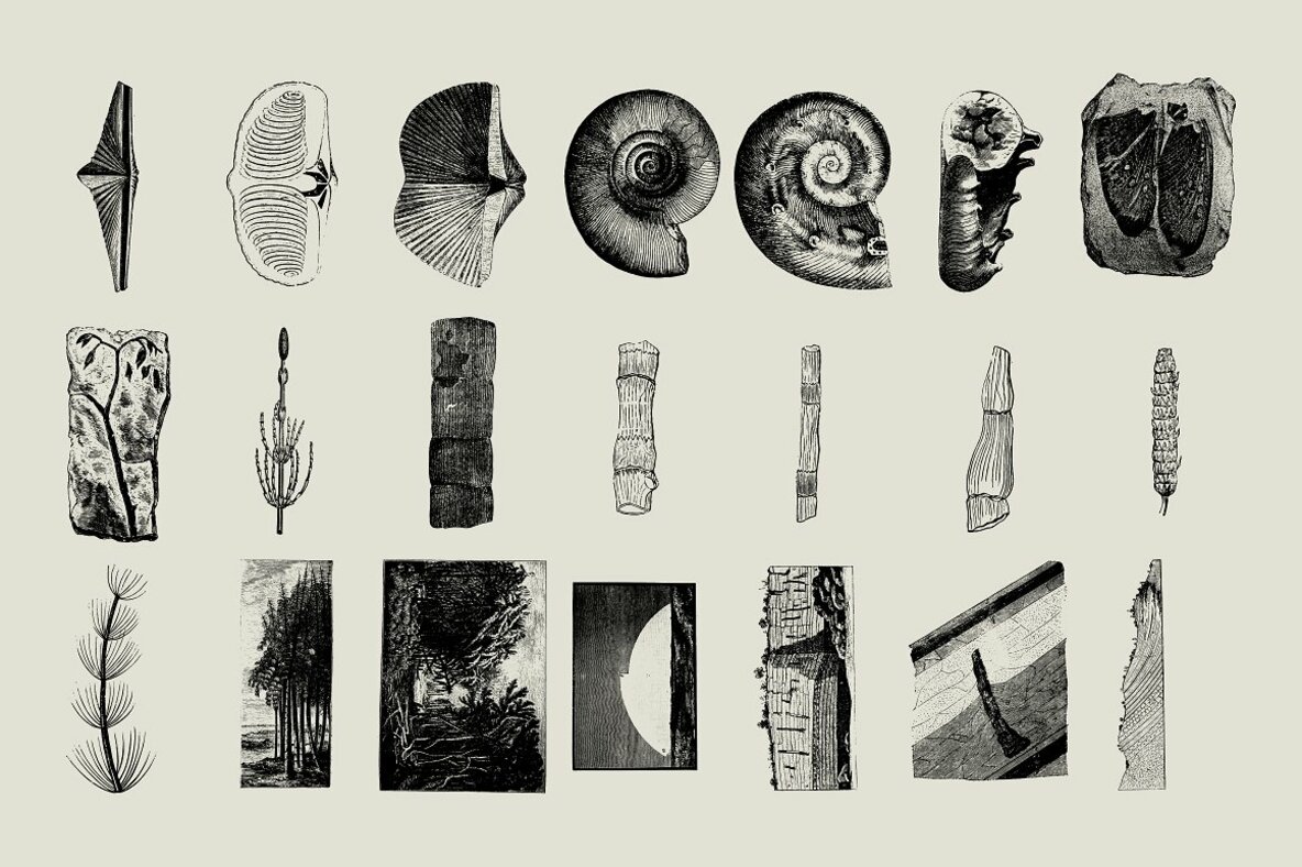 Dinosaurs   Fossils 10