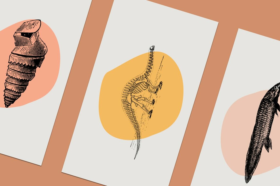 Dinosaurs   Fossils 11