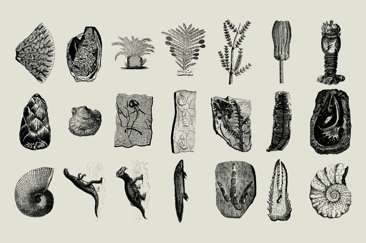 Dinosaurs   Fossils 12