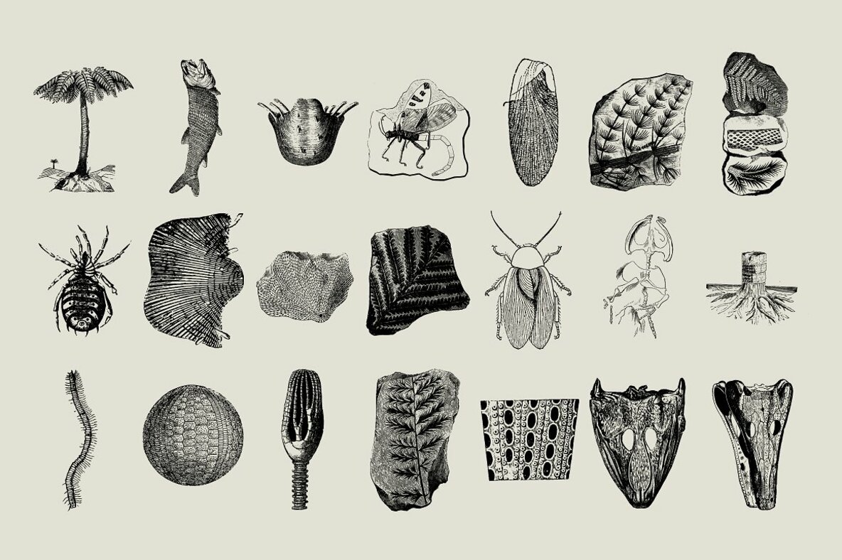 Dinosaurs   Fossils 13