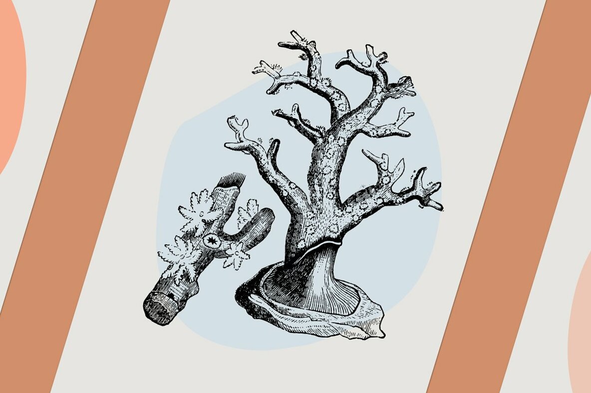 Dinosaurs   Fossils 14