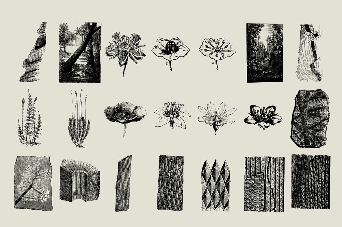 Dinosaurs   Fossils 15