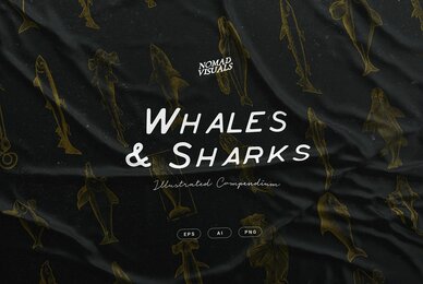 Whales  Sharks