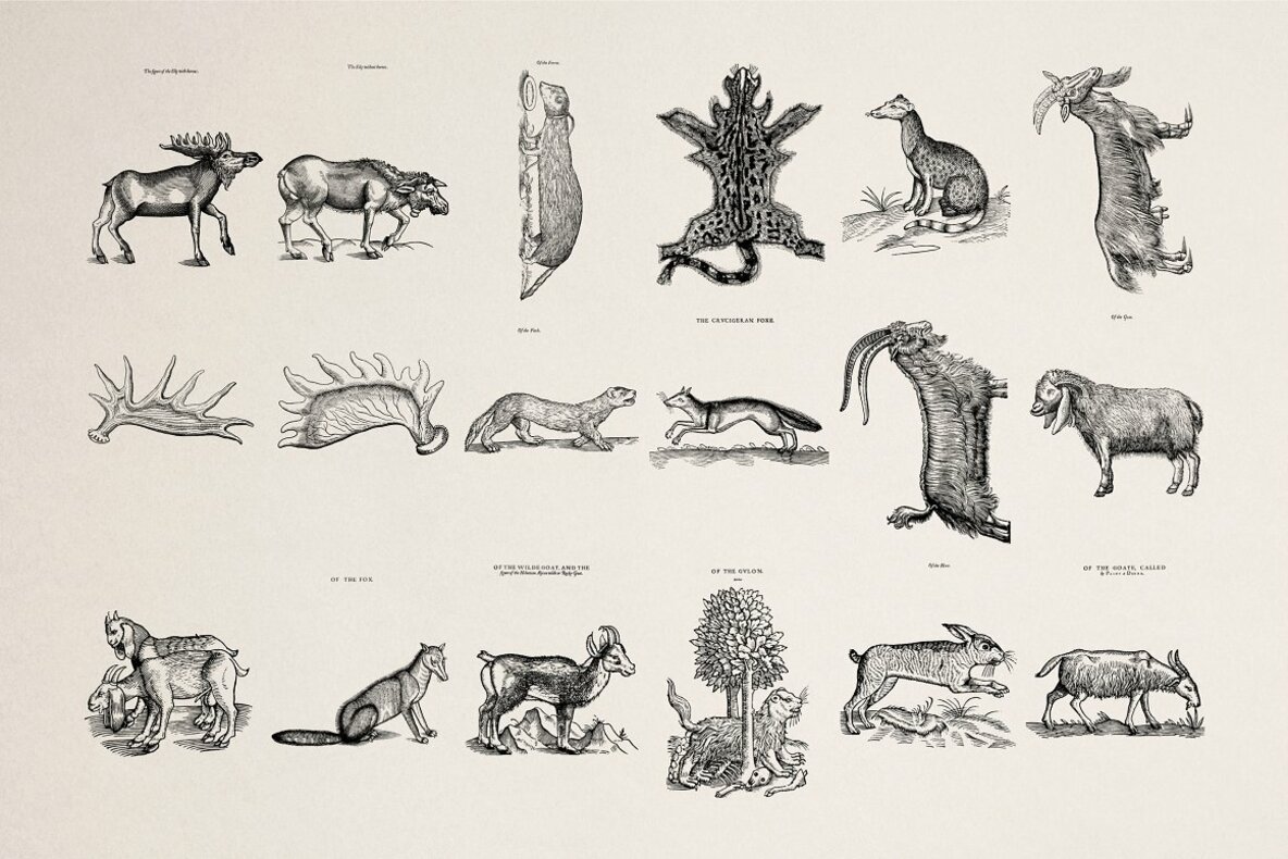 Four Footed Beasts 8