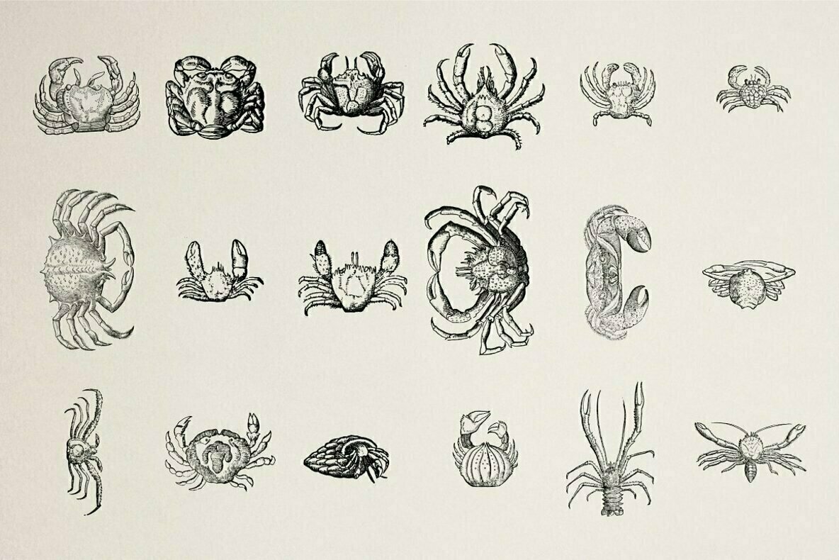 Creatures of the Reef 2