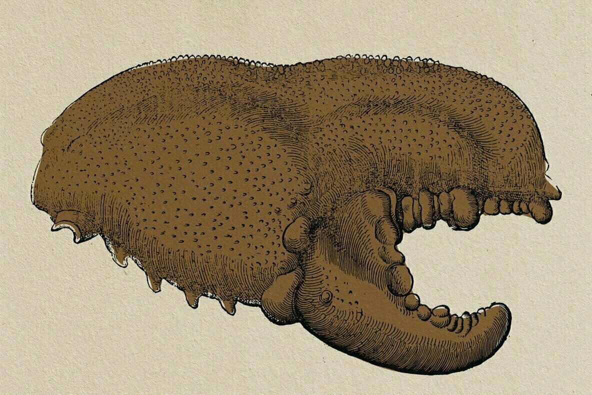 Creatures of the Reef 3