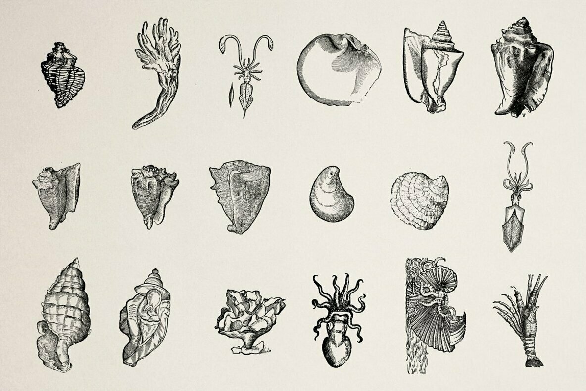 Creatures of the Reef 5