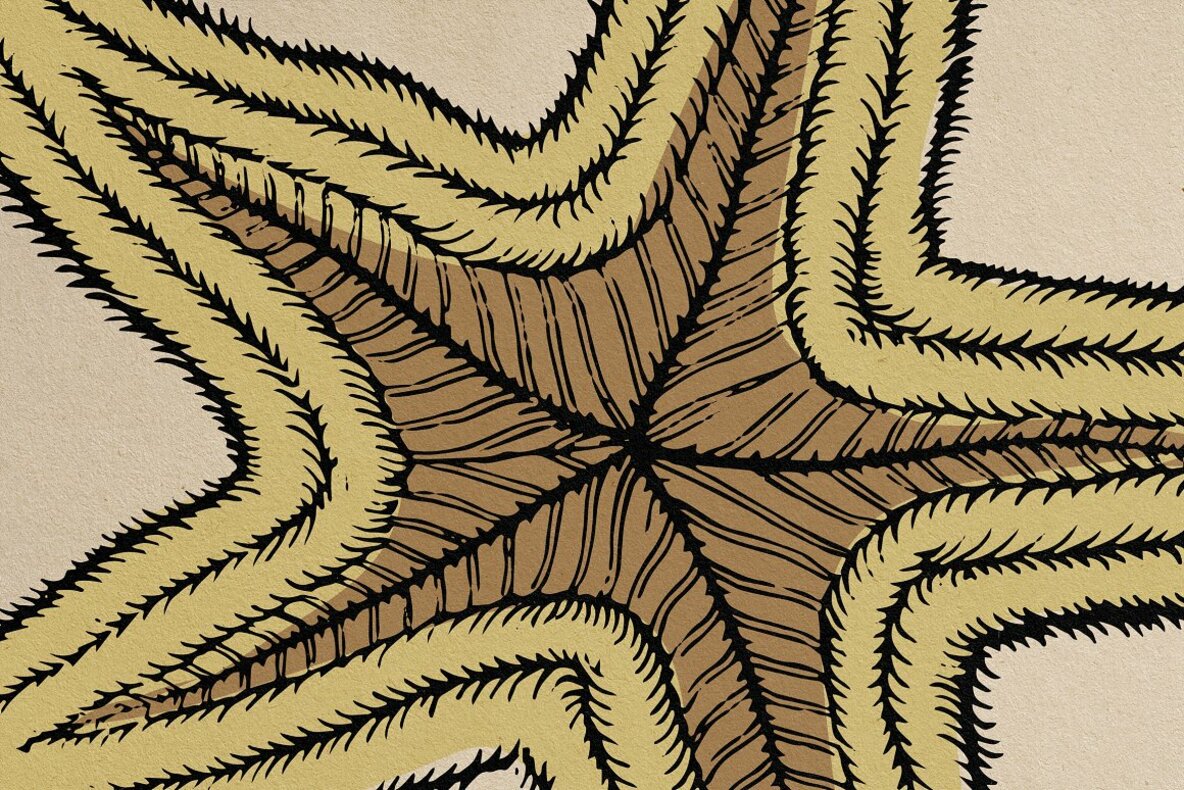 Creatures of the Reef 7