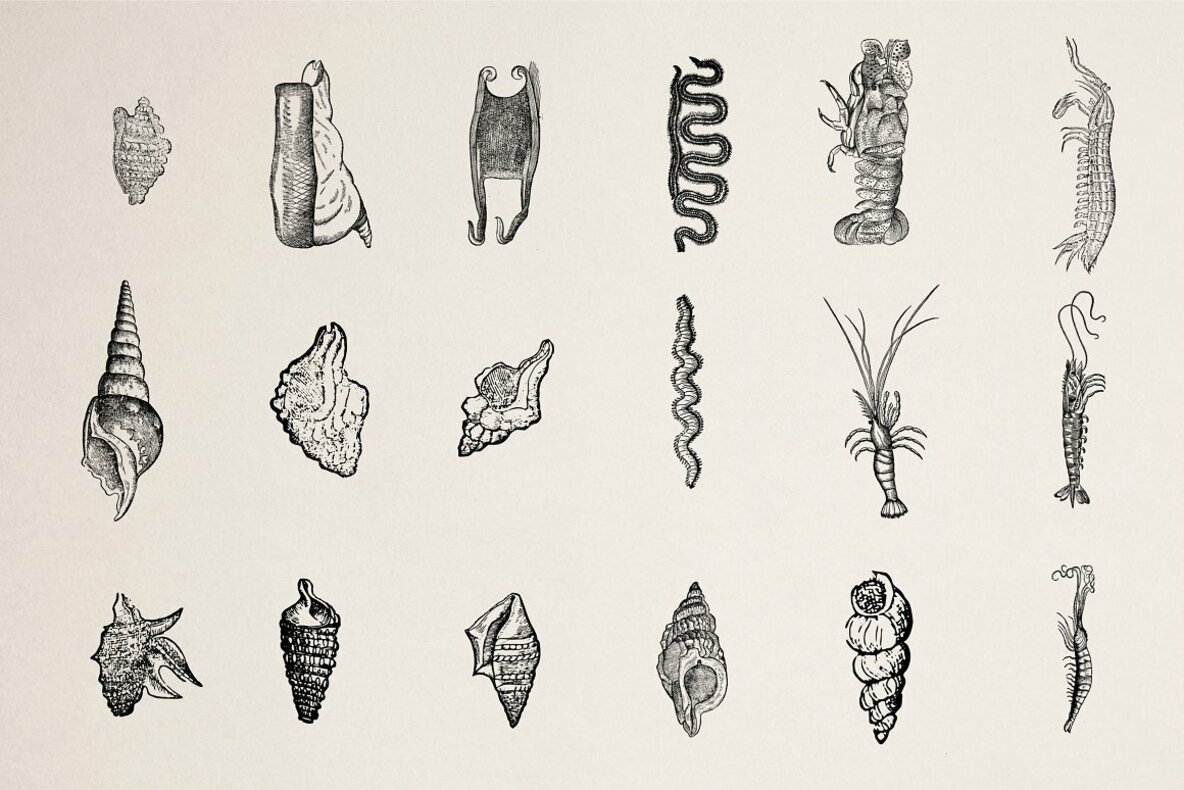 Creatures of the Reef 8