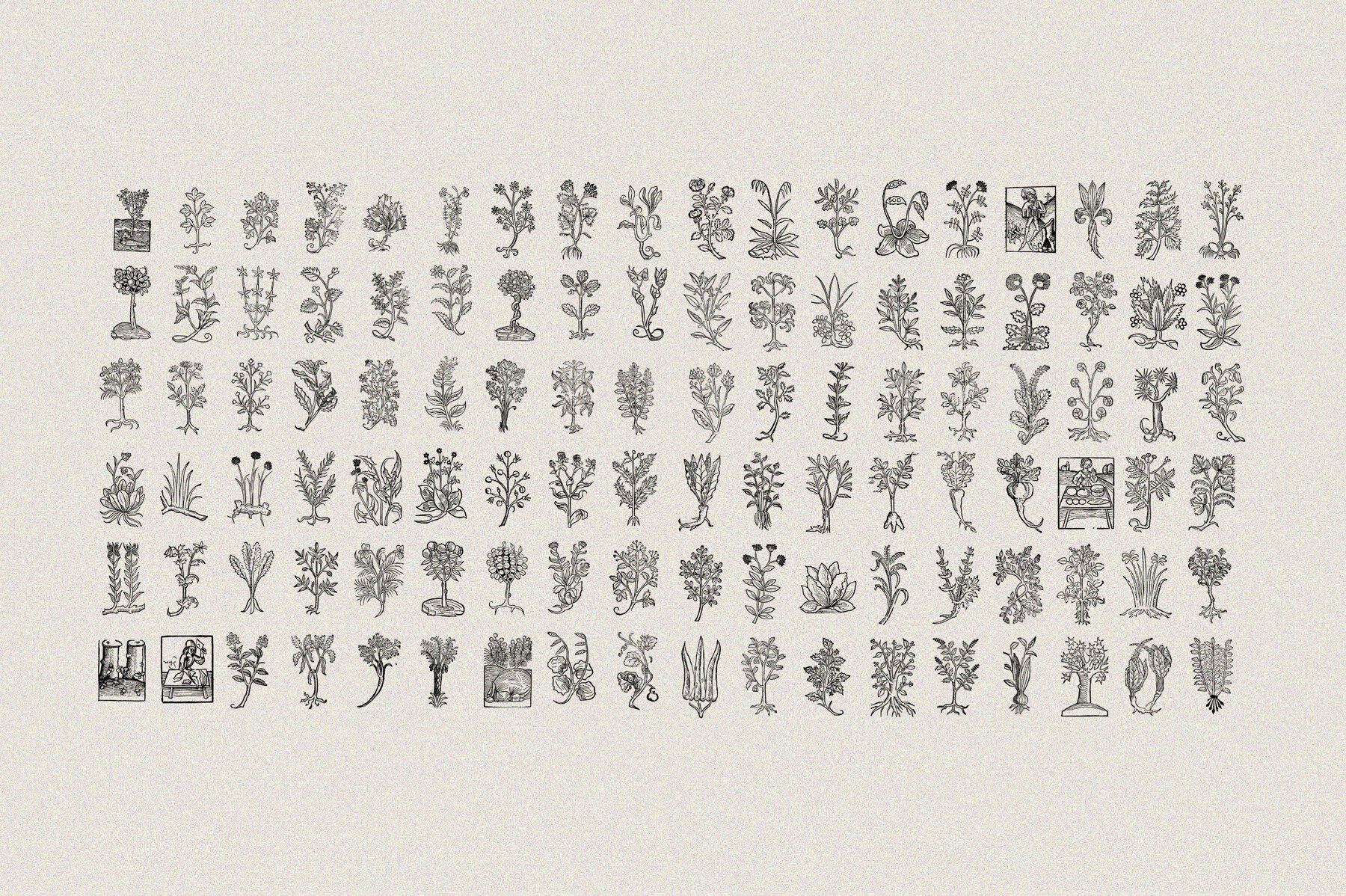 Herbarium Botanical Collection Herbarium Botanical Collection