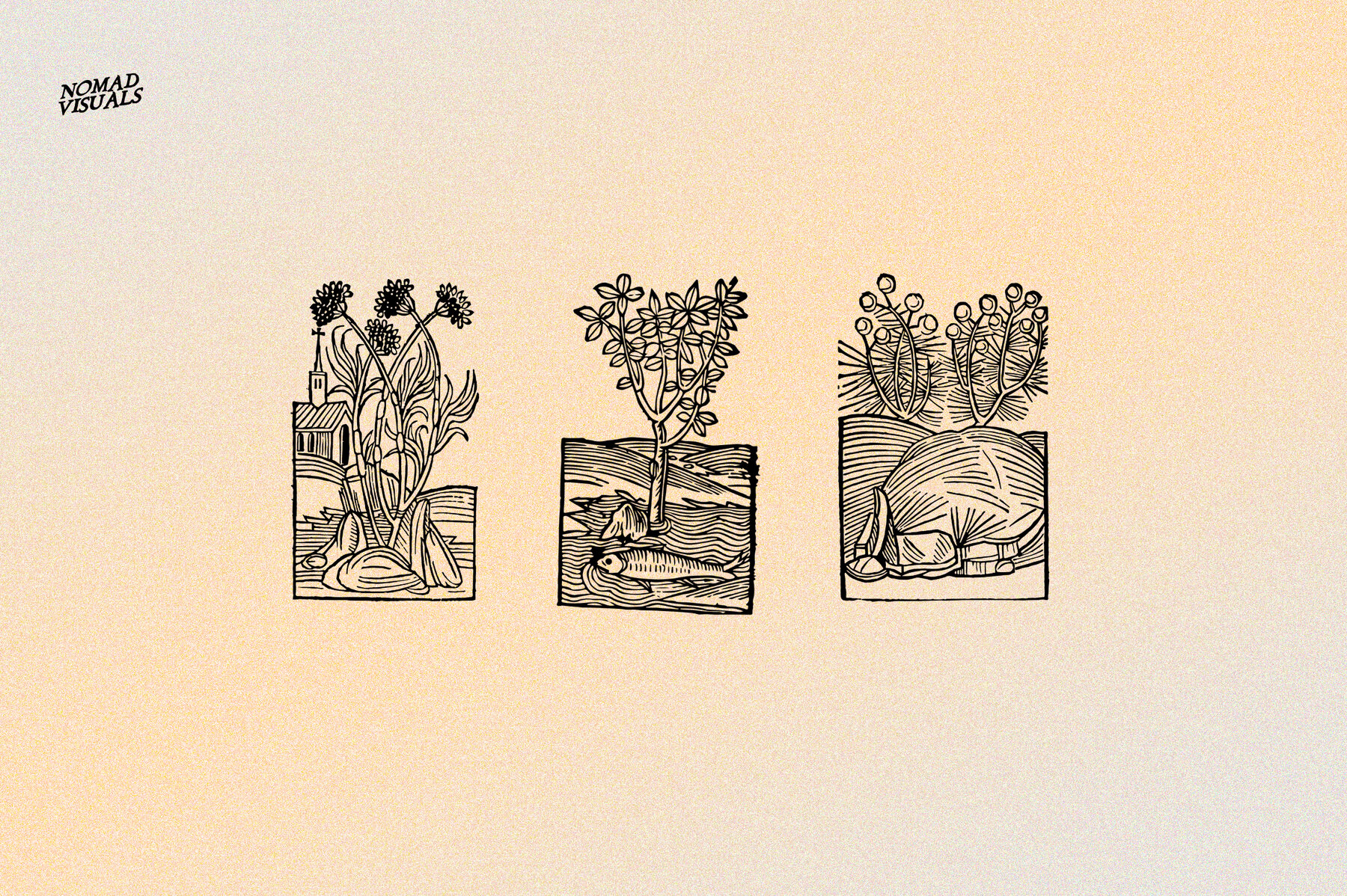 Herbarium Botanical Collection Herbarium Botanical Collection