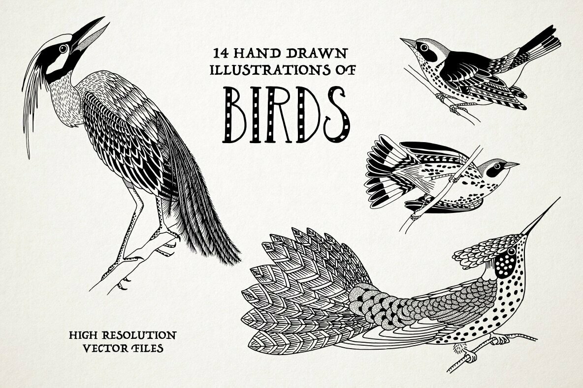 Hand Drawn Illustrations of Birds