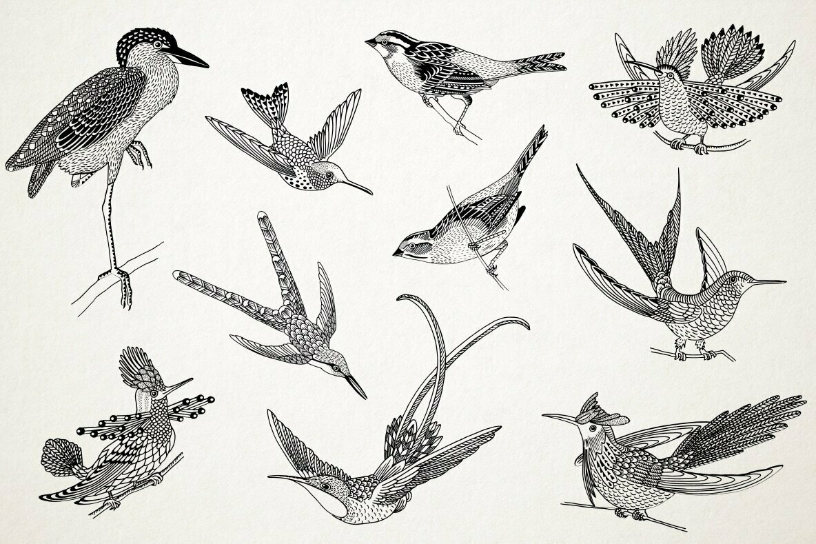 Hand Drawn Illustrations of Birds 2