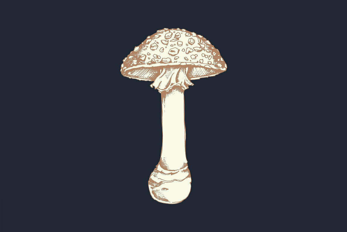 Fungi 2