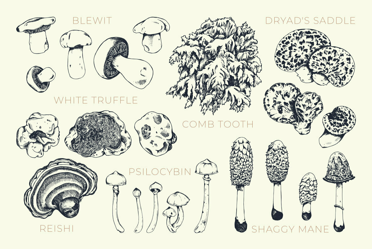 Fungi 3