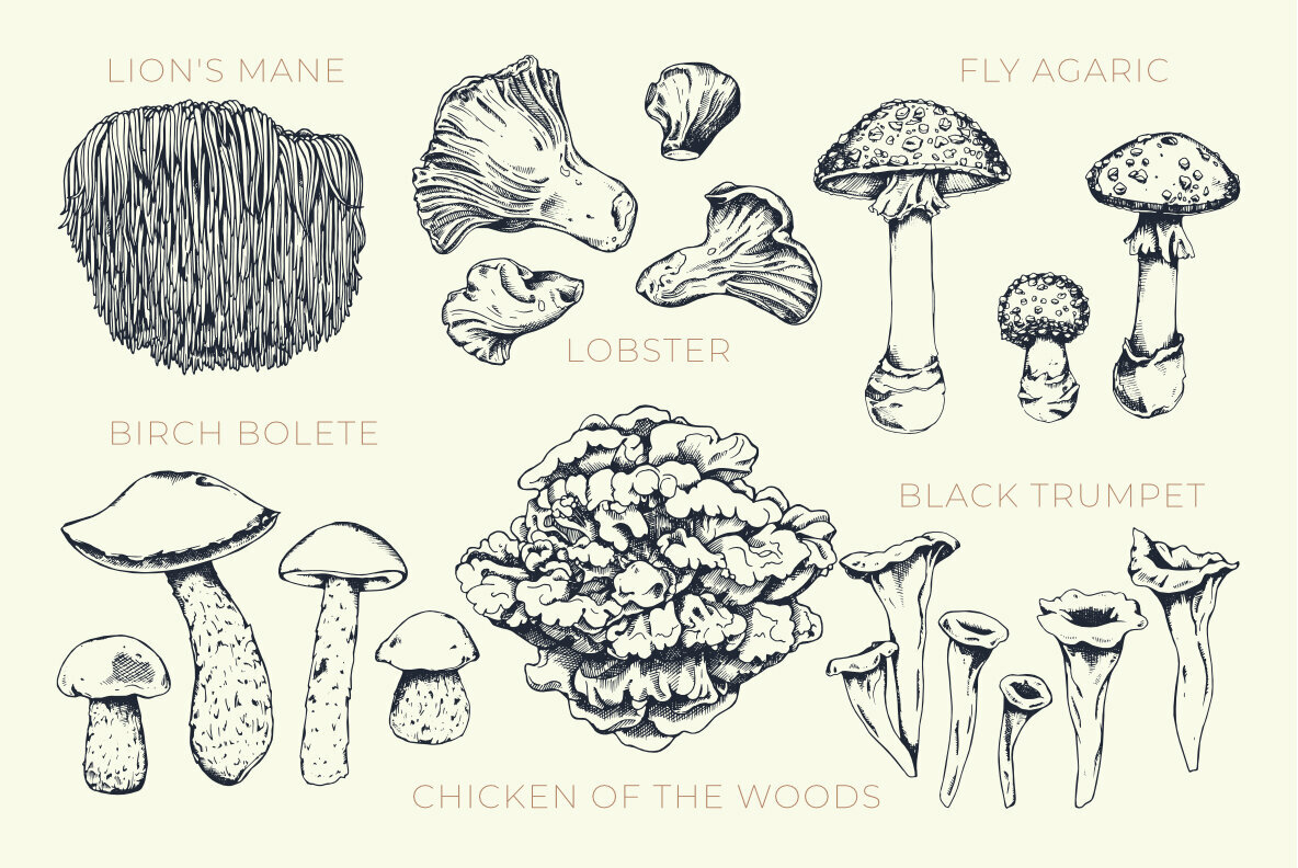 Fungi 4