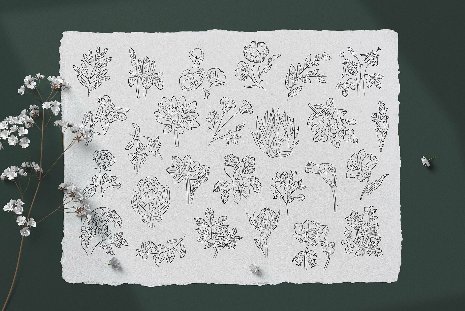 Floral Illustration Set 5