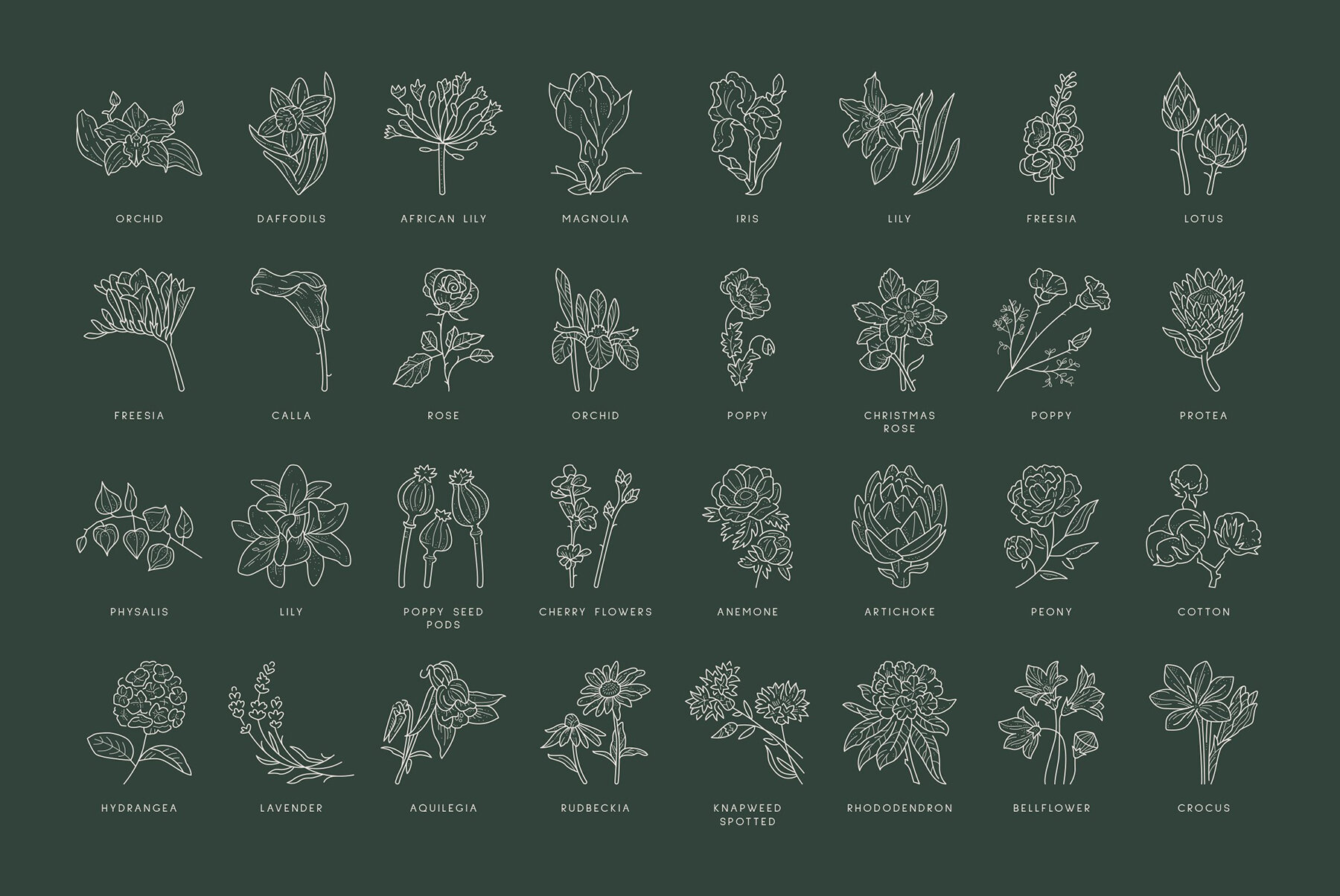 Floral Illustration Set 7