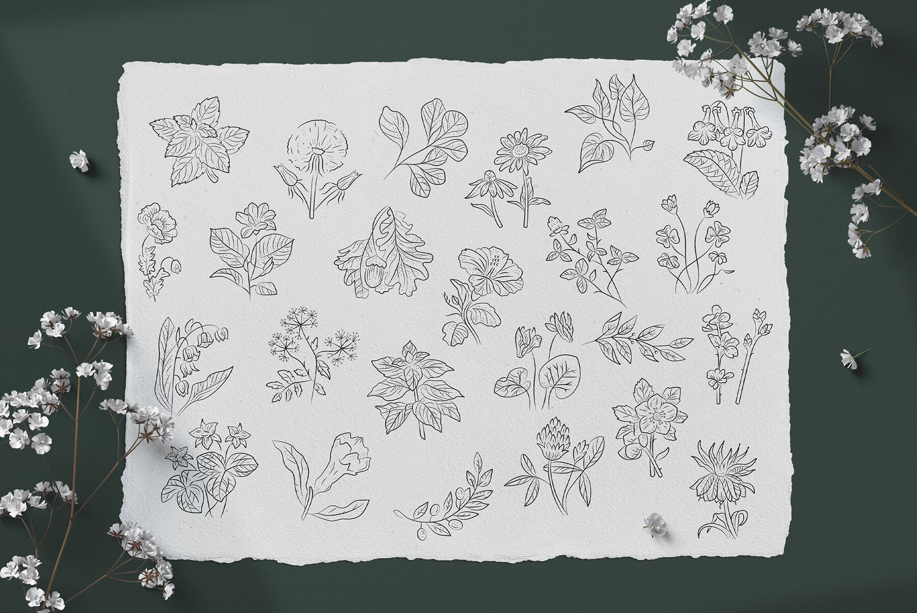 Floral Illustration Set 8