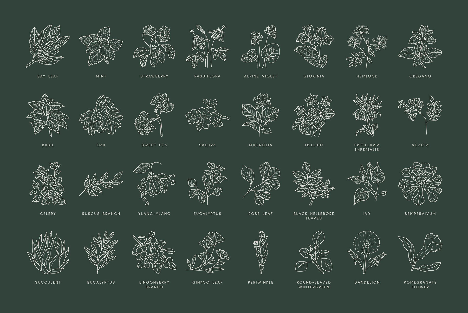 Floral Illustration Set 10