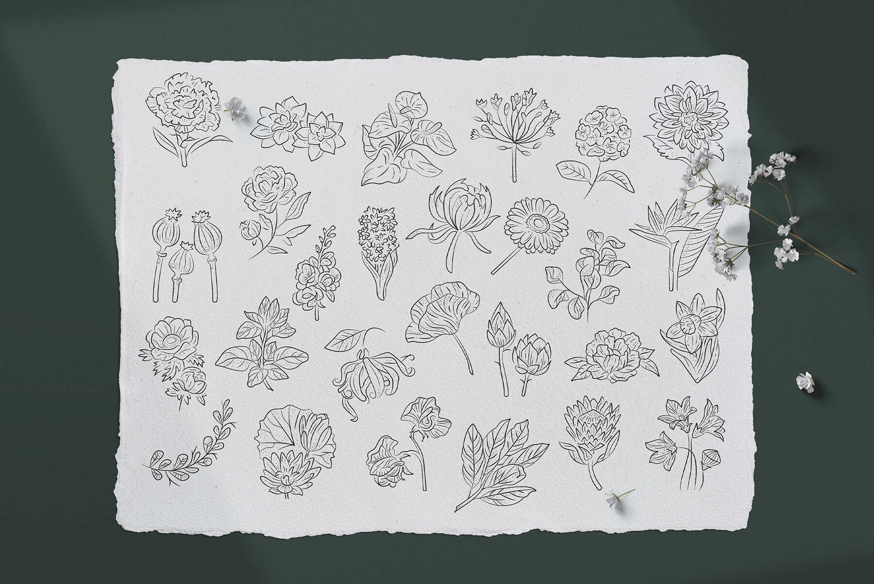 Floral Illustration Set 11