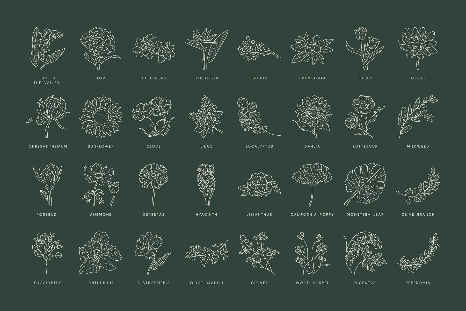 Floral Illustration Set 13