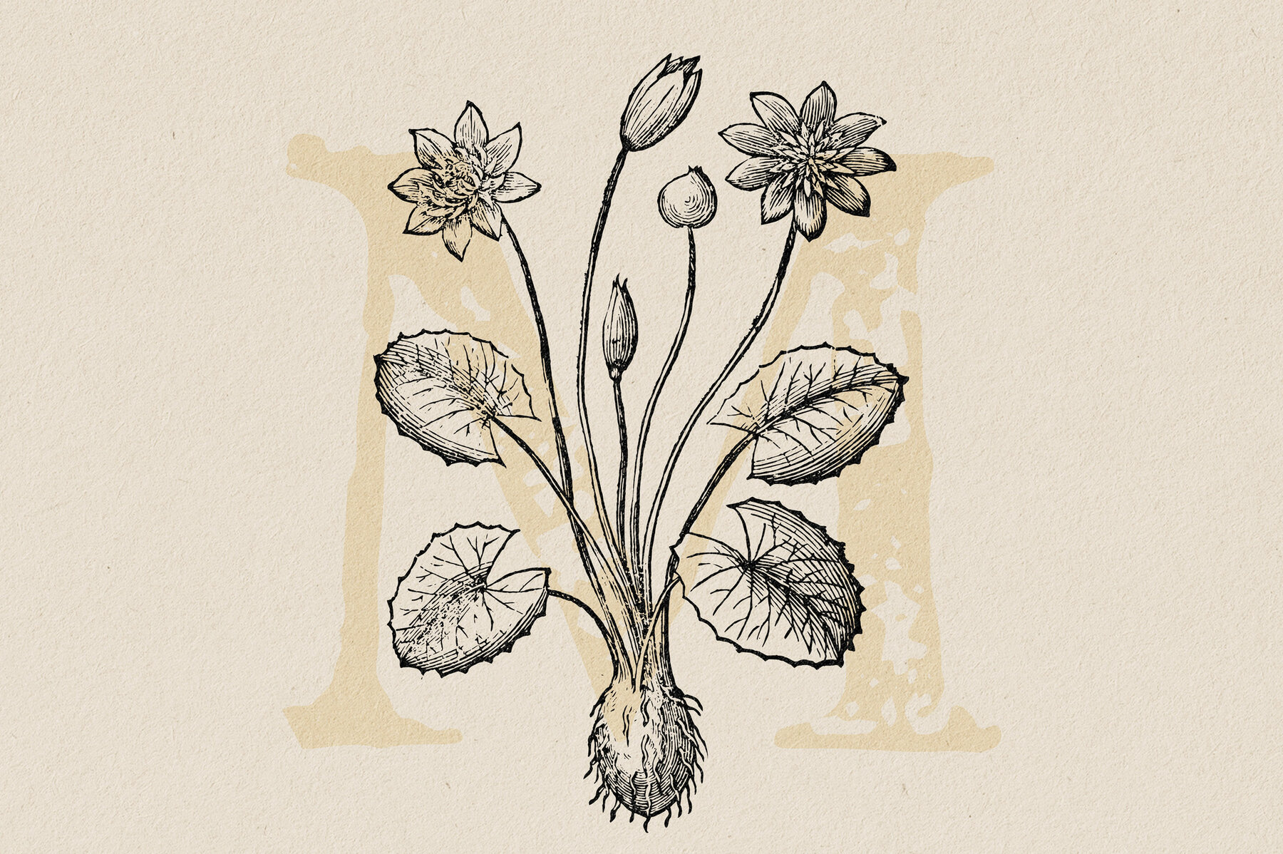Botanical Illustrations Vol 3 6
