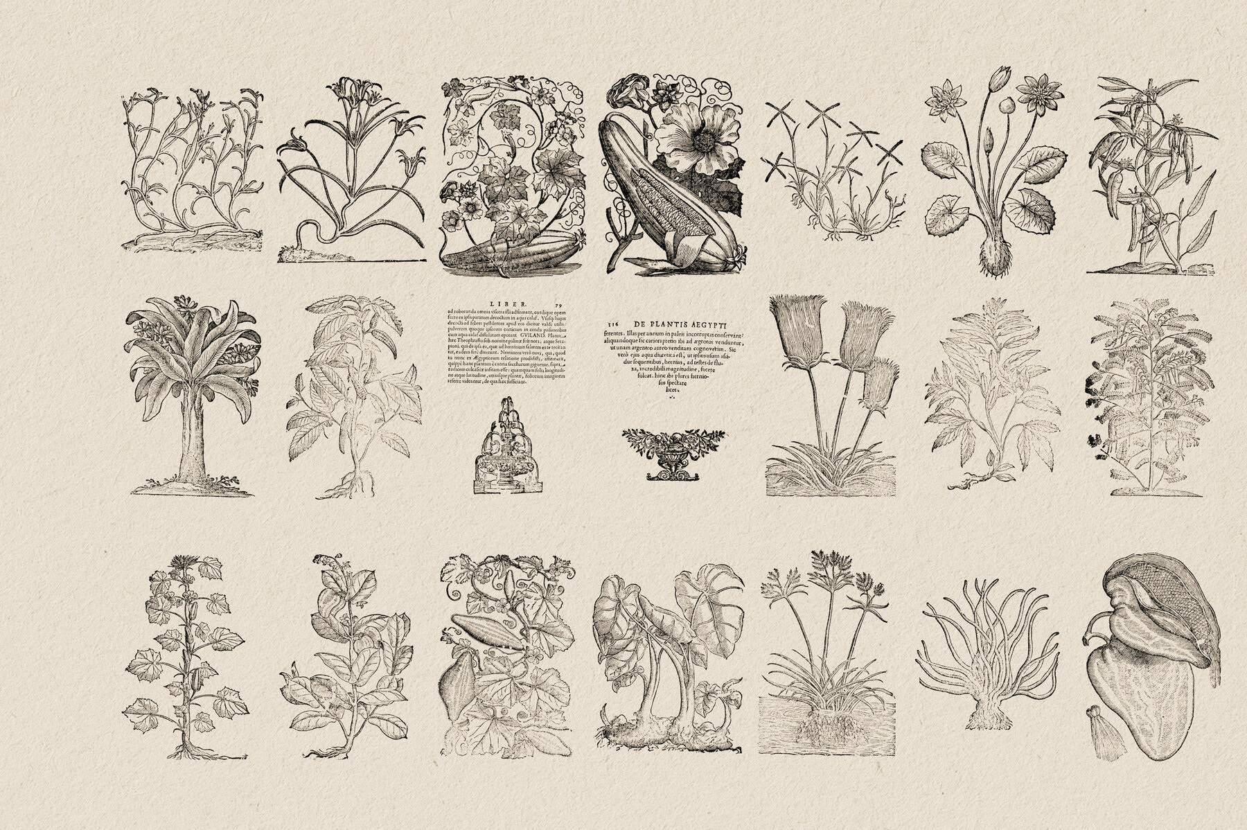Botanical Illustrations Vol 3 9