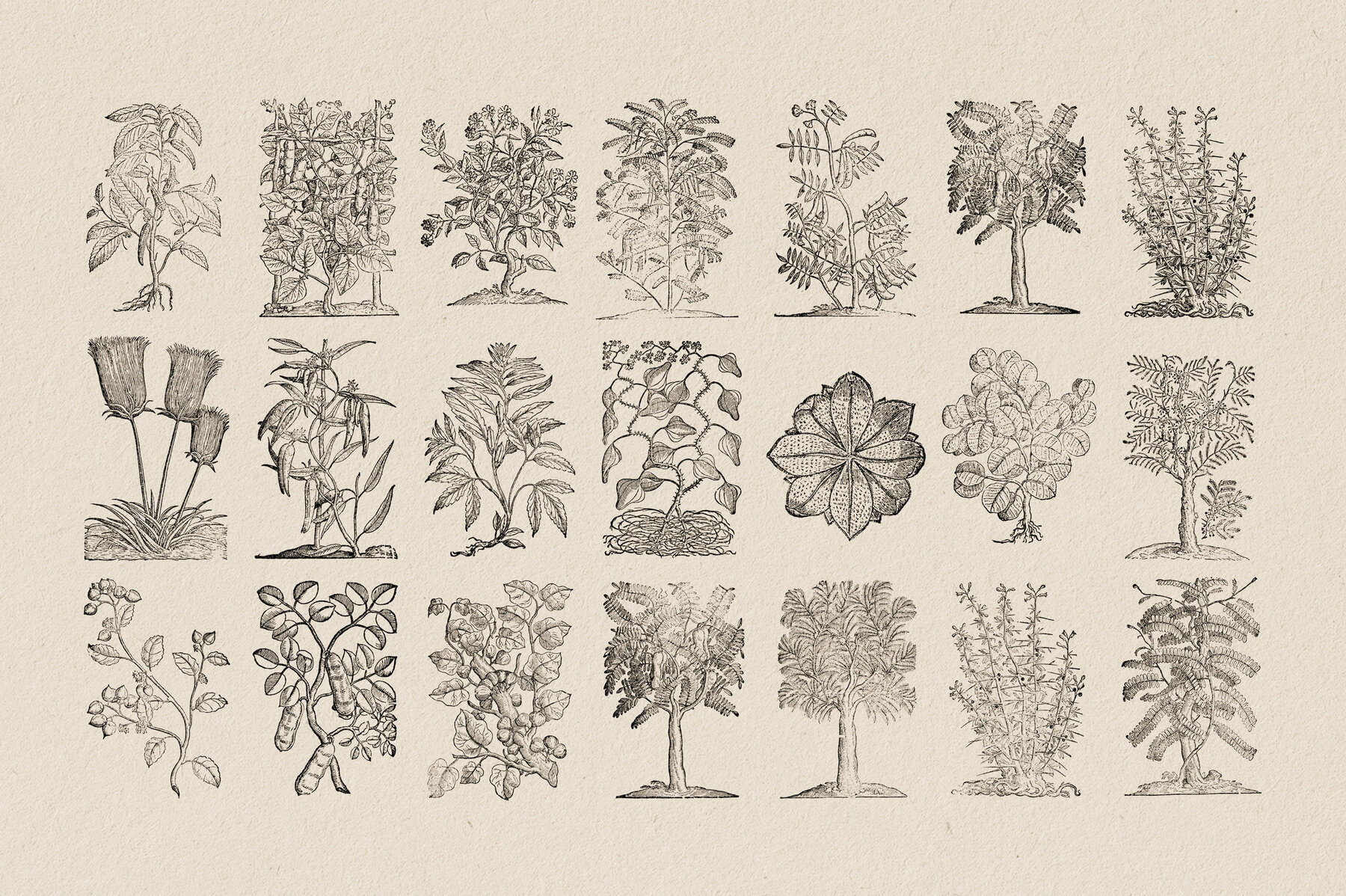 Botanical Illustrations Vol 3 11