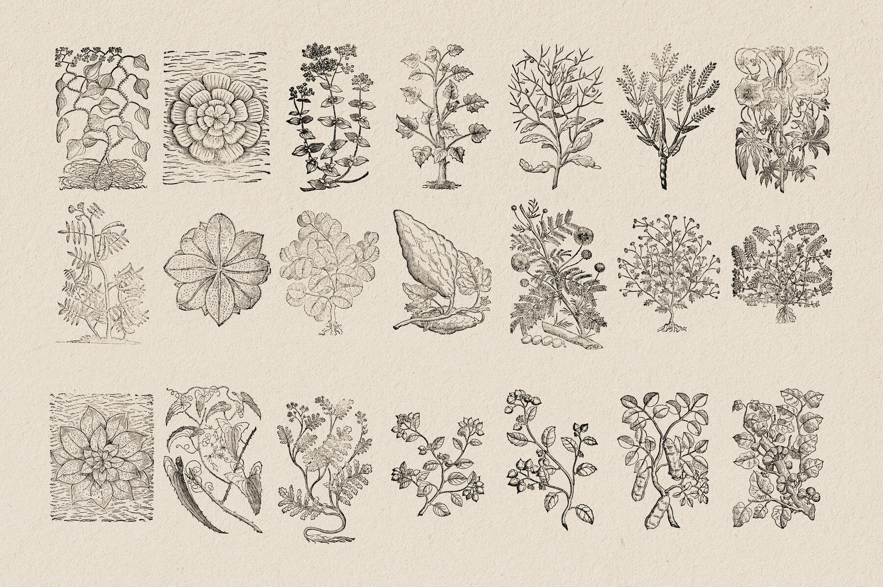 Botanical Illustrations Vol 3 13