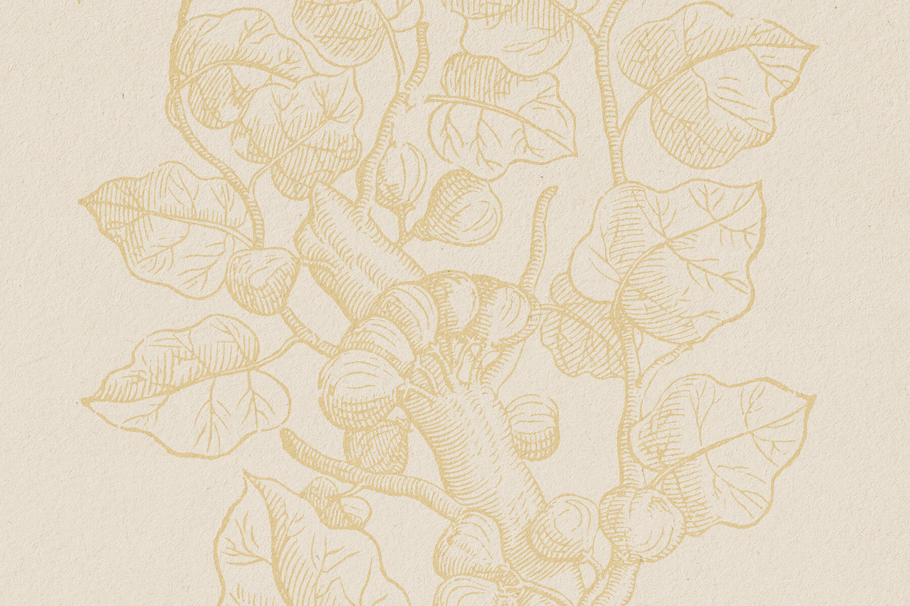 Botanical Illustrations Vol 3 16