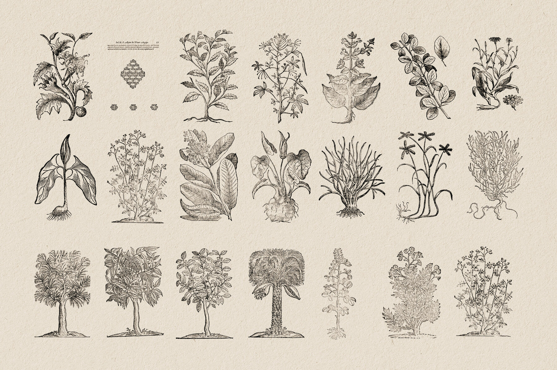 Botanical Illustrations Vol 3 17