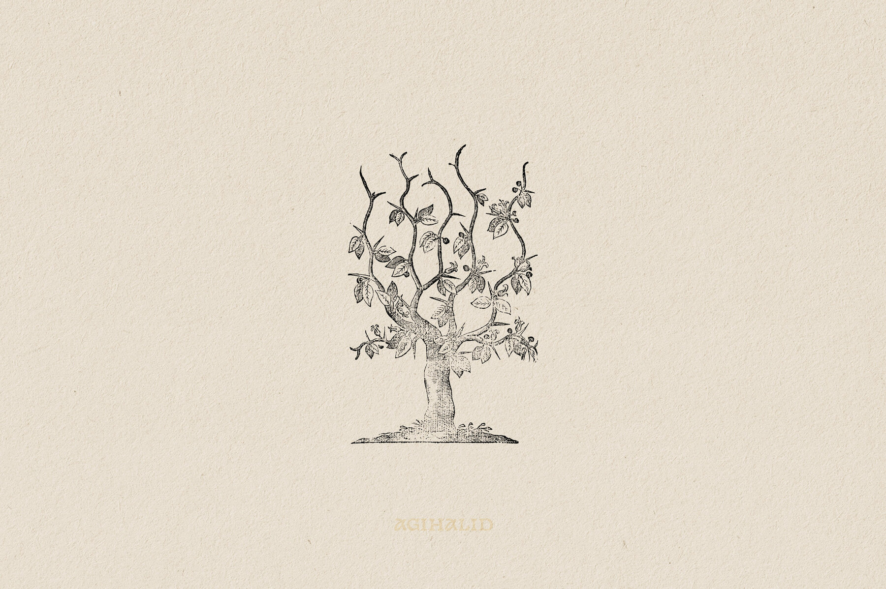 Botanical Illustrations Vol 3 18