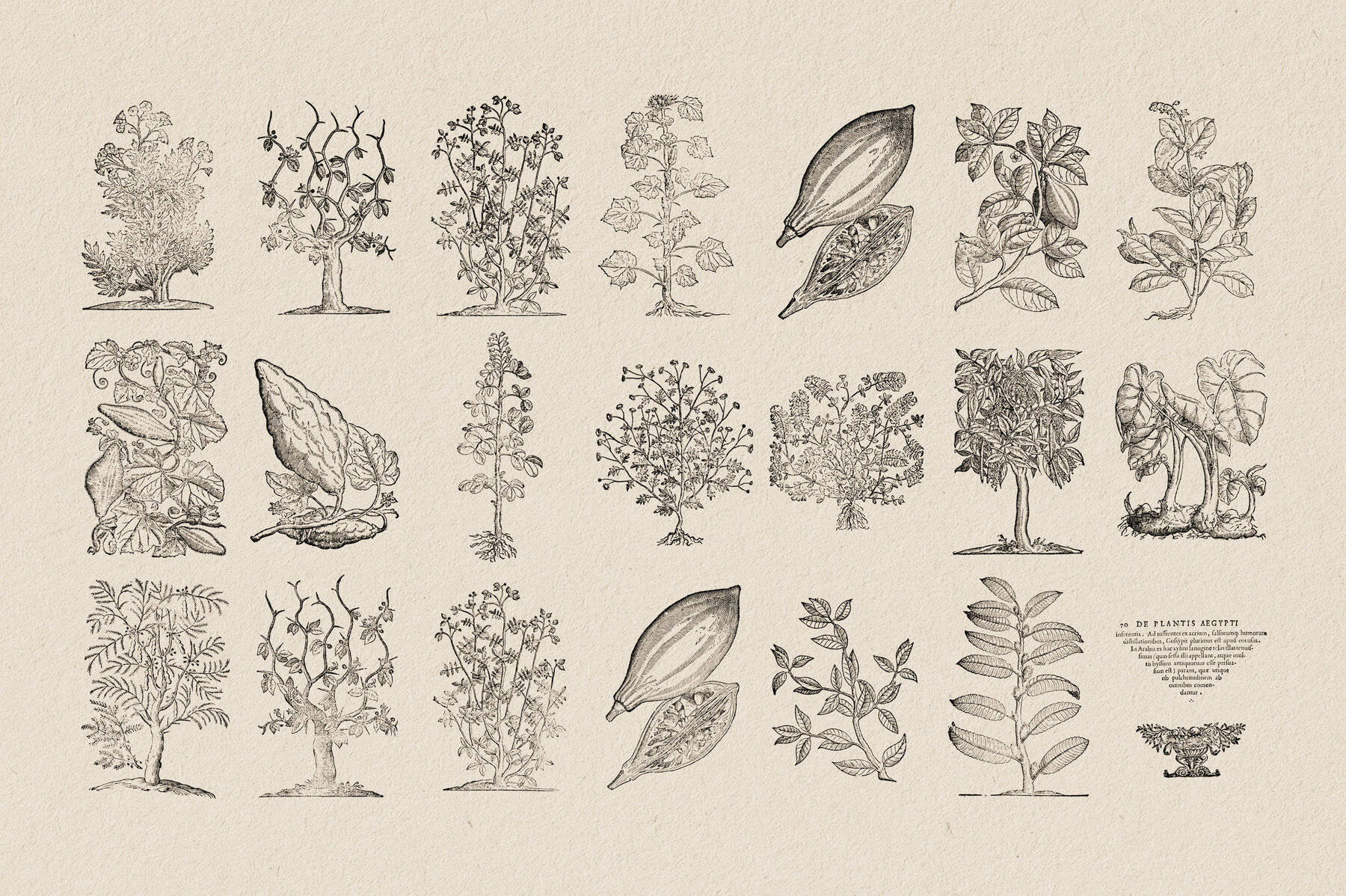 Botanical Illustrations Vol 3 19