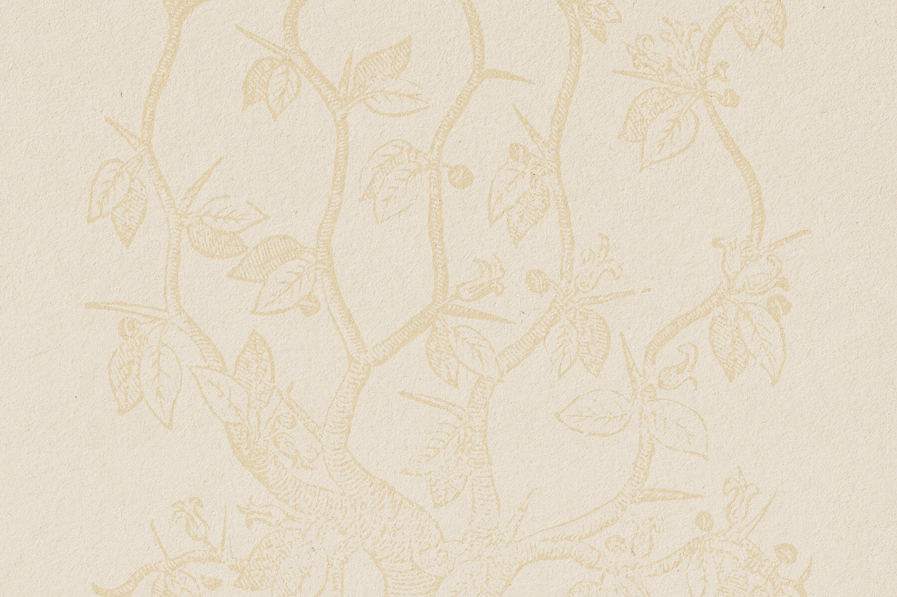 Botanical Illustrations Vol 3 21