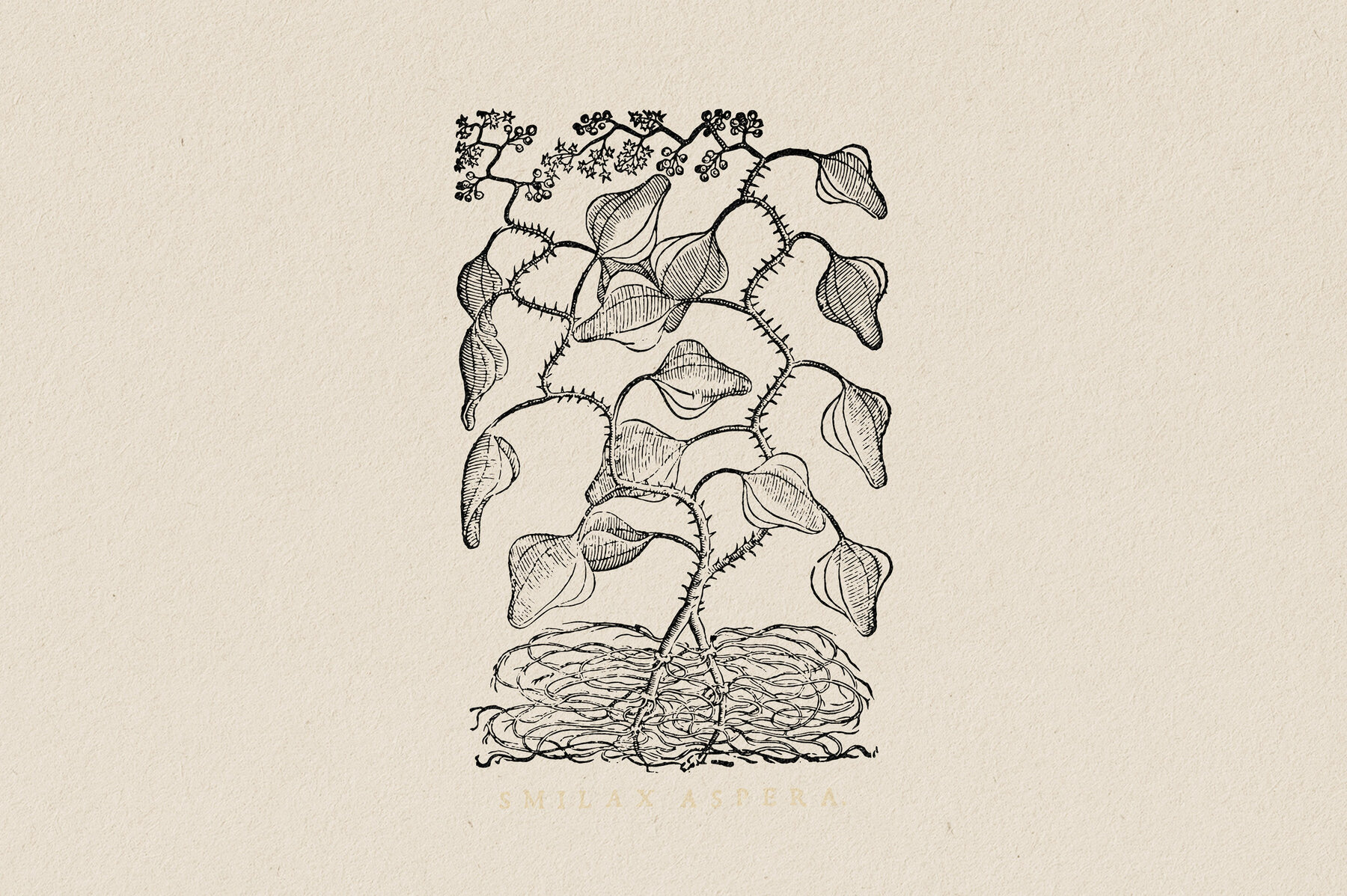 Botanical Illustrations Vol 3 23