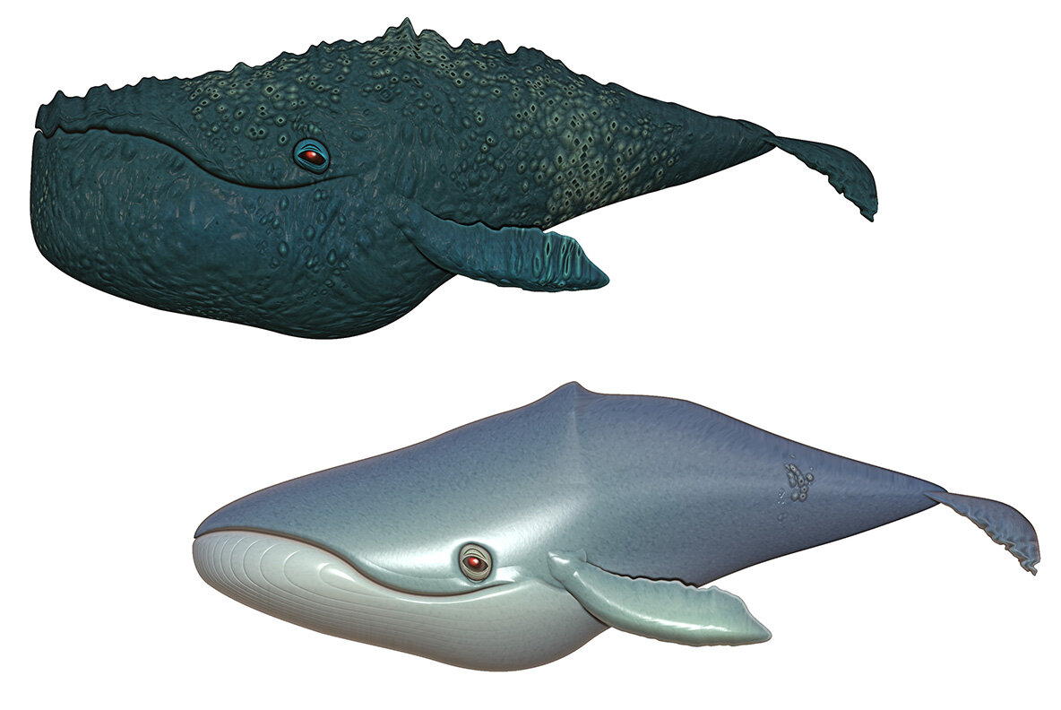 Summertime Collection 7