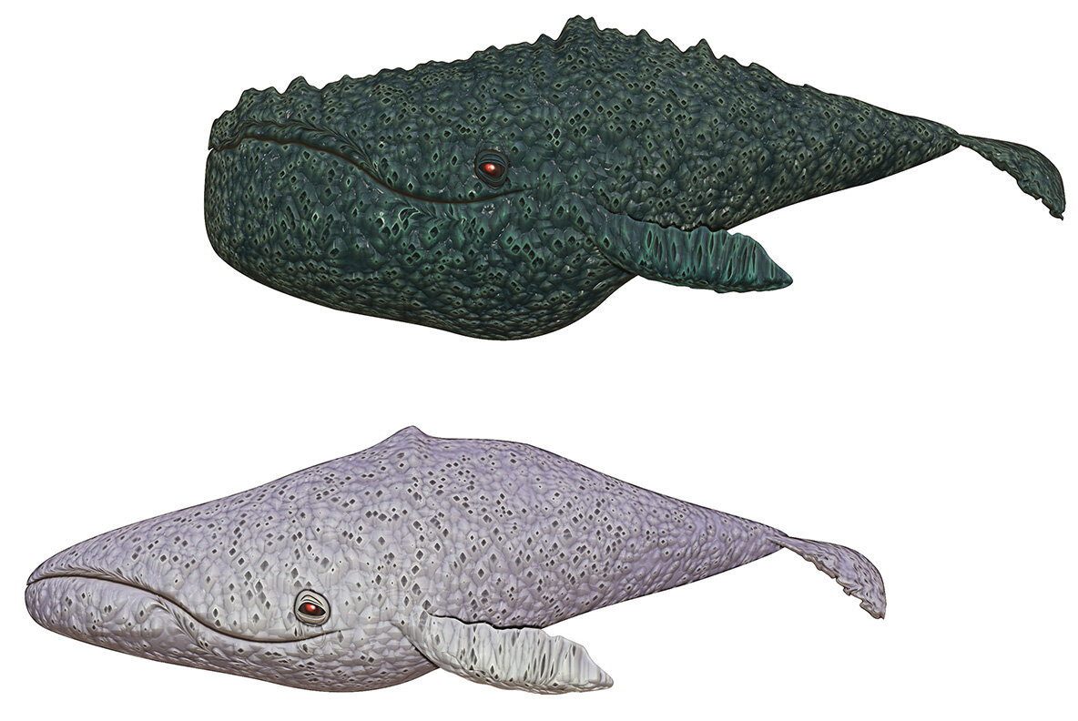 Summertime Collection 8