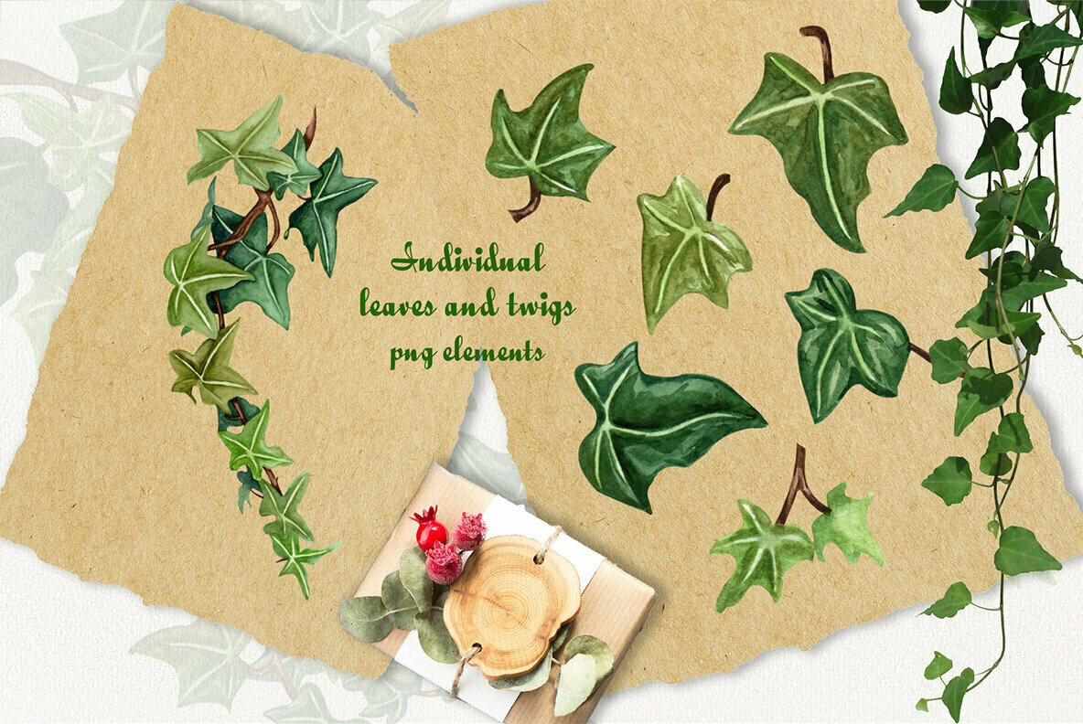 Ivy Watercolor Collection 2