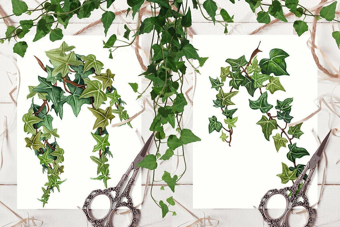 Ivy Watercolor Collection 3
