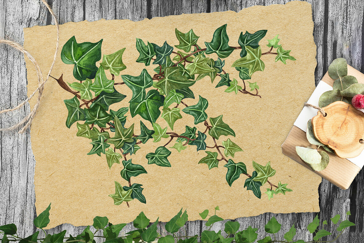 Ivy Watercolor Collection 4