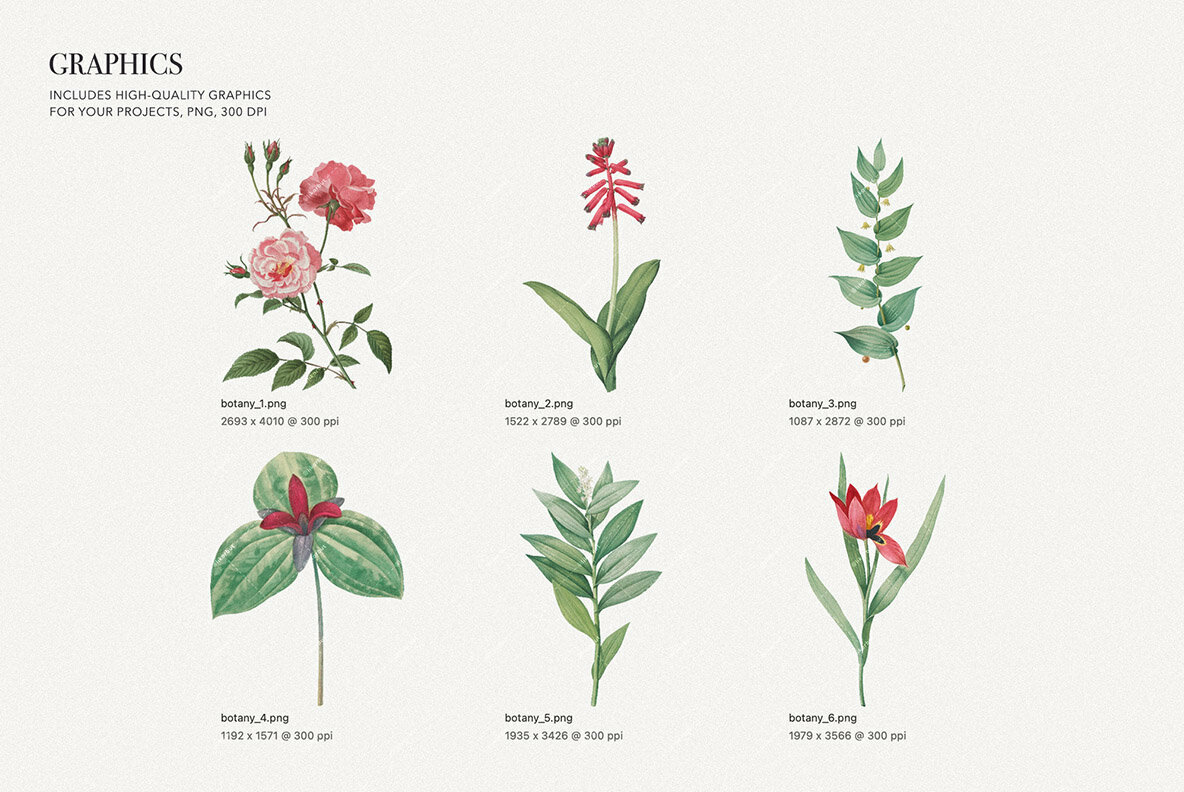 Blossom   Elegant Floral Pattern and Graphics 4