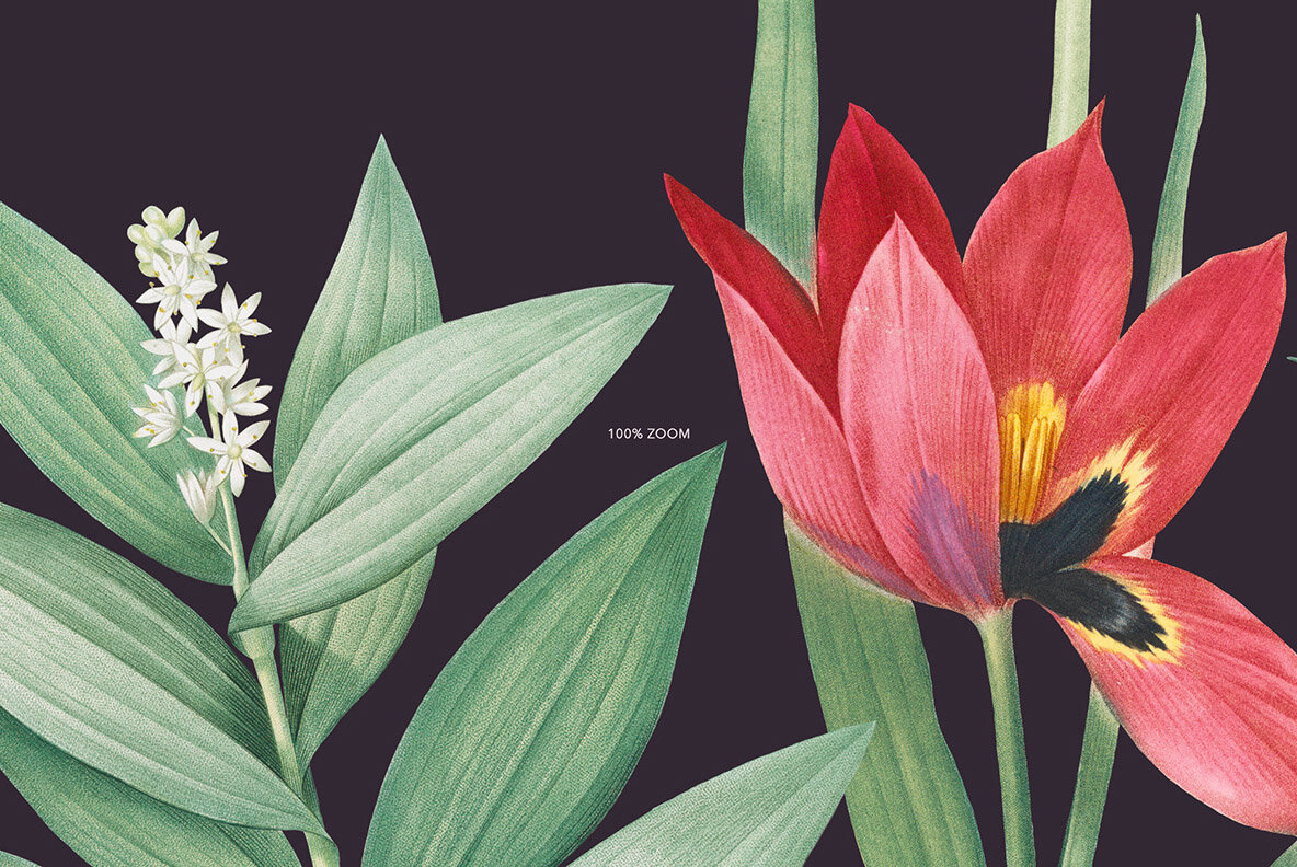 Blossom   Elegant Floral Pattern and Graphics 7